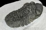 Adrisiops Weugi Trilobite - Recently Described Phacopid #115087-5